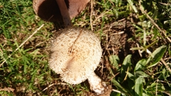 Lacrymaria asperospora