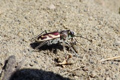 Cicindela lengi versuta