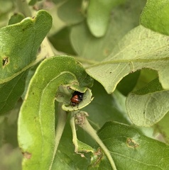 Neocapsus