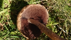 Lacrymaria asperospora