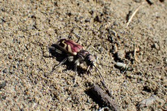 Cicindela lengi versuta
