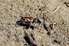 Cicindela lengi versuta