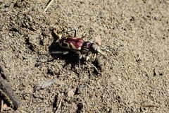 Cicindela lengi versuta
