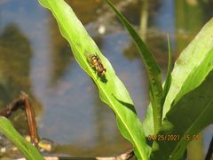 Parhelophilus flavifacies