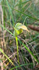 Pterostylis acuminata