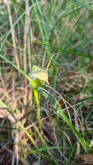 Pterostylis acuminata