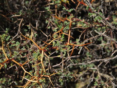 Adesmia spinosissima