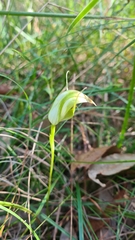 Pterostylis acuminata