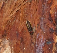 Microsargane vittata