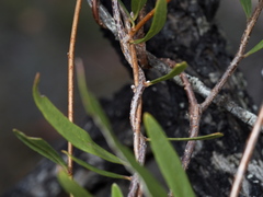Billardiera cymosa