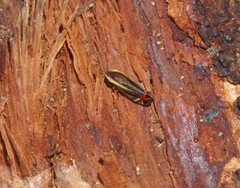 Microsargane vittata