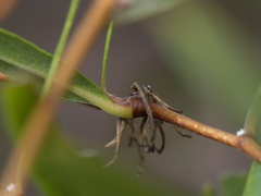 Billardiera cymosa