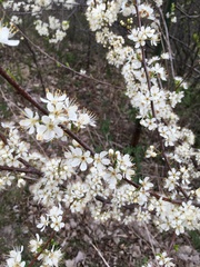 Prunus