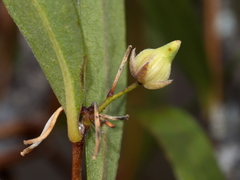 Billardiera cymosa