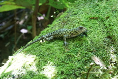 Sceloporus hondurensis