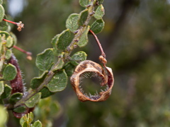 Acacia glandulicarpa