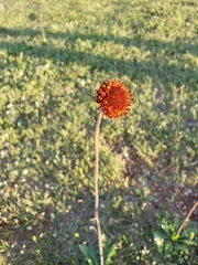 Gaillardia suavis