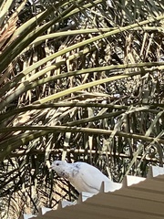 Columba livia domestica