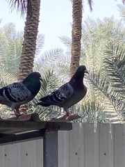 Columba livia domestica