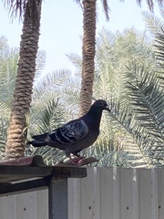 Columba livia domestica