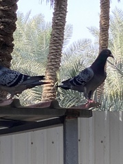 Columba livia domestica
