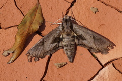 Eumorpha satellitia