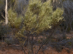 Choretrum glomeratum