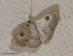 Argyrotome muricolor