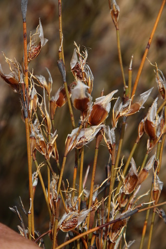 Image of Willdenowia teres by (c) Tony Rebelo, some rights reserved (CC BY-SA)