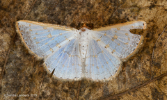 Berberodes conchylata