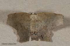 Eutomopepla discuneata