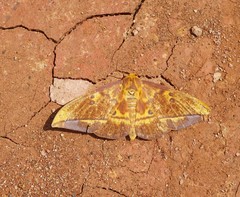 Eacles masoni