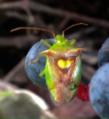 Sastragala versicolor