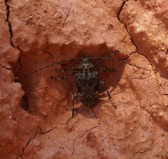 Lagocheirus araneiformis