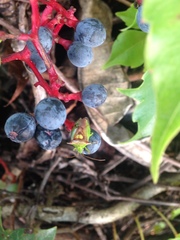 Sastragala versicolor