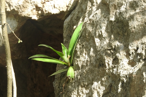 Callisia fragrans