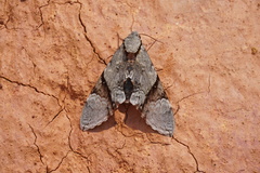 Manduca lefeburii