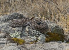 Crotalus polystictus