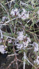Ceanothus arcuatus