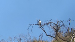 Geranoaetus melanoleucus australis