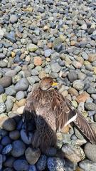 Anas georgica spinicauda