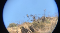 Geranoaetus melanoleucus australis