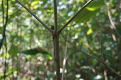 Anolis capito