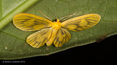 Oncopus citrosa