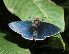 Pyrrhopyge zenodorus