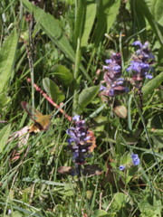 Hemaris fuciformis