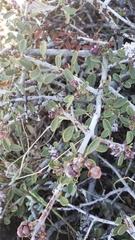 Ceanothus arcuatus