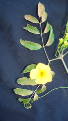 Adenocalymma biternatum