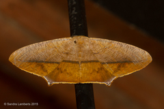 Prochoerodes marciana