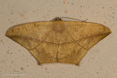 Prochoerodes tetragonata